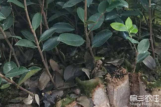 咸寧油茶苗種植