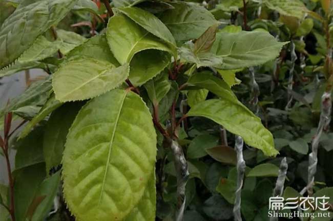 普陀茶樹苗批發(fā)