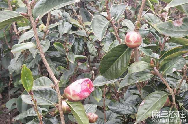 祿豐茶油在國(guó)外受歡迎