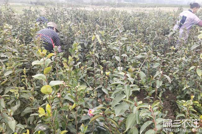 法官鎮(zhèn)哪種油茶出油率