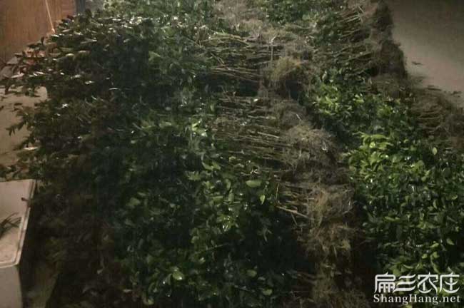 銅仁福建龍眼茶苗種植