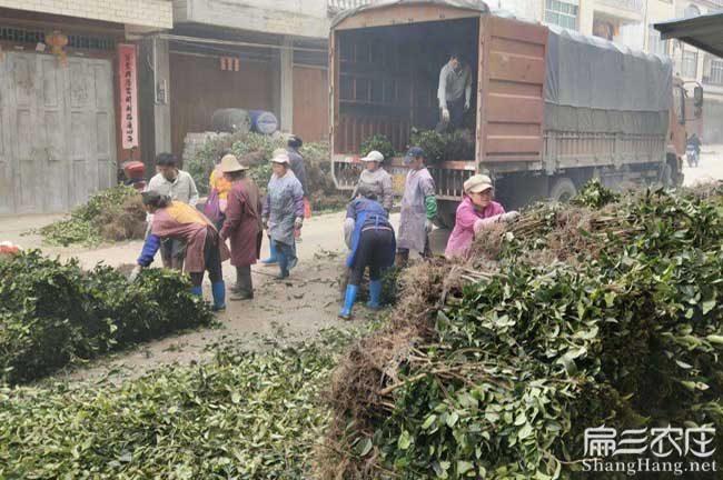 拱北福建龍眼茶苗種植