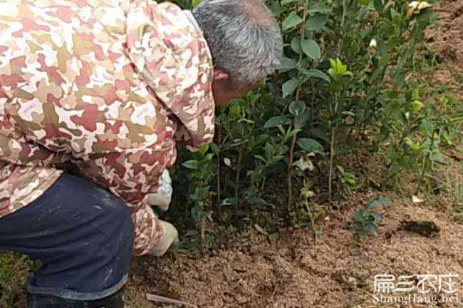 如果在平果縣種植油茶