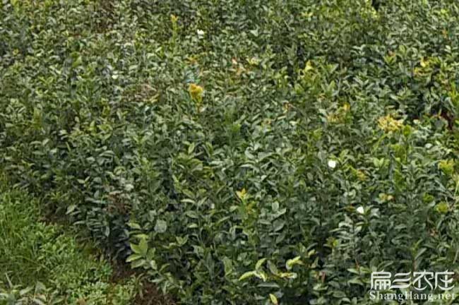 如果在馬關(guān)種植油茶正