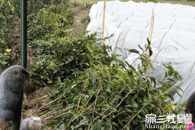 龍邦鎮(zhèn)福建龍眼茶苗種