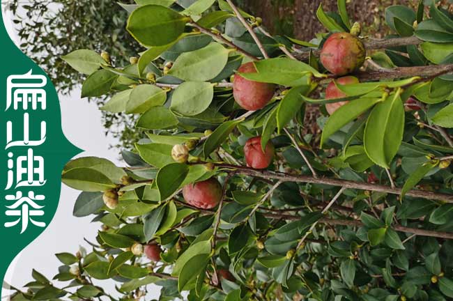 廣西油茶苗批發(fā)