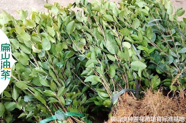 上饒1年油茶裸根苗批發(fā)