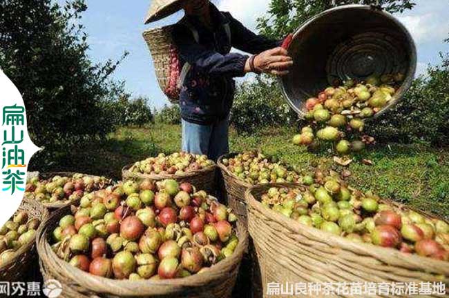 邵陽茶果收購