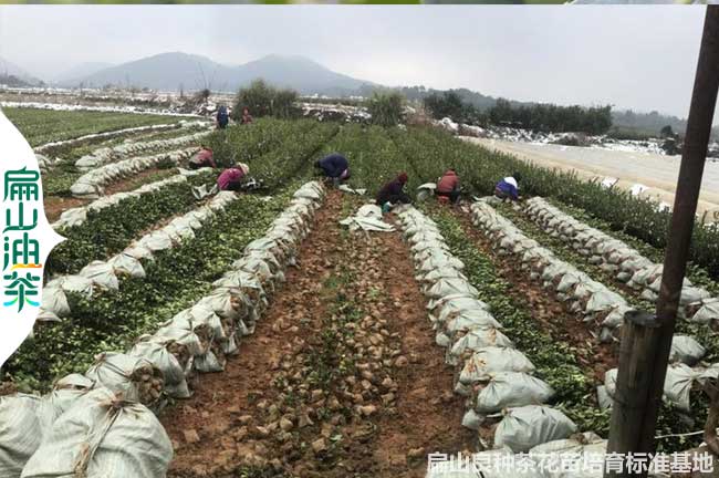 吉安1年茶樹苗培育