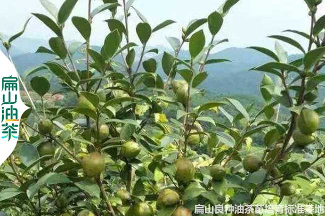 湘潭油茶種植