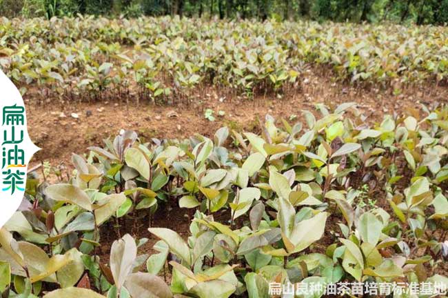 較大廣西良種油茶苗培育 嫁接早掛果多長林軟枝蟠龍湘林2元