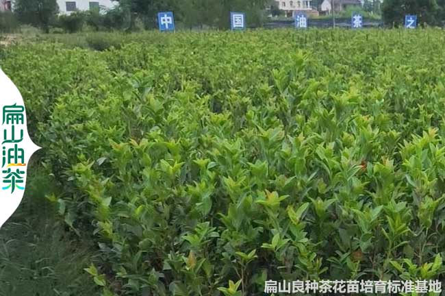 XH南寧香花油茶苗欽州小杯苗培育 廣西嫁接香花茶樹批發(fā)9元