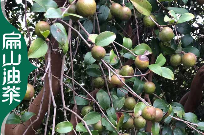 云浮油茶種植