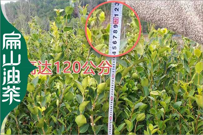 矮化 神農(nóng)架3年楊梅小杯苗 1年油茶苗批發(fā) 粗1-3CM 高50公分