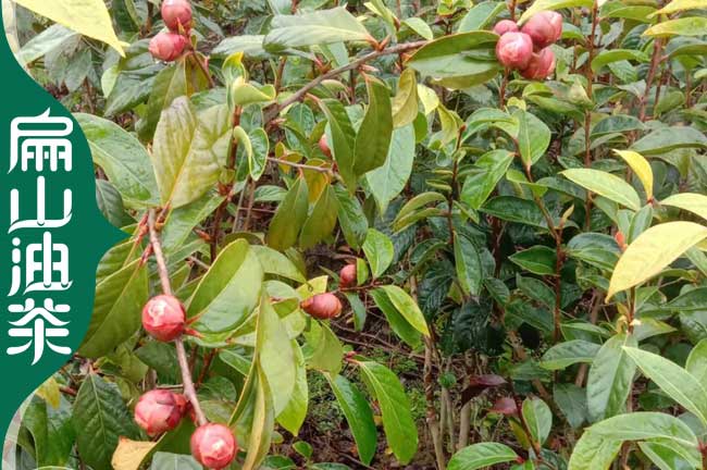 [廣西油茶苗批發(fā)]大果大紅花 軟枝 長林中小果白花50CM一顆