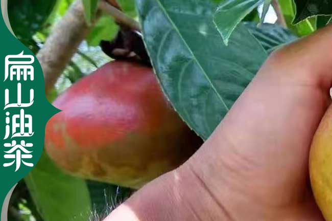 河池大果油茶苗