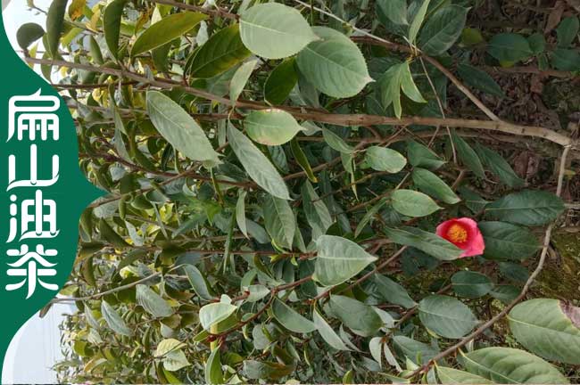 潮州大果紅花油茶苗