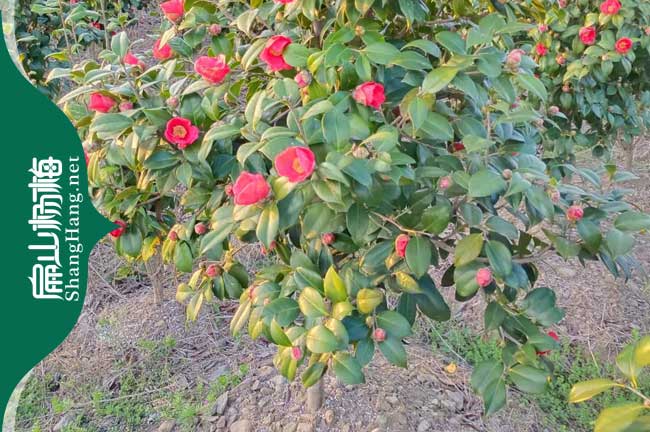 浙江紅花大果油茶苗