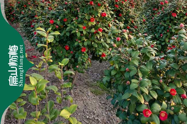 甘孜紅花大果油茶苗批發(fā)