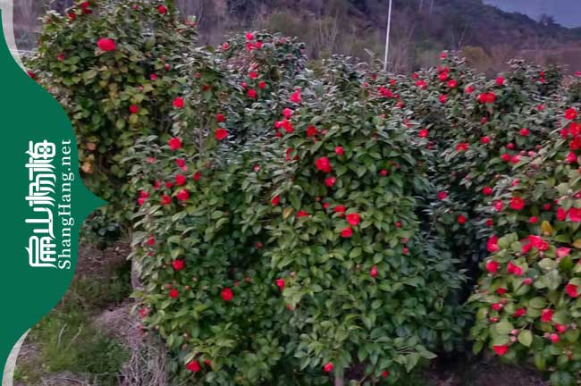 綿陽紅花油茶苗培育