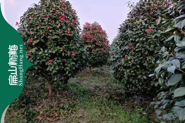 安陽(yáng)紅花大果油茶苗