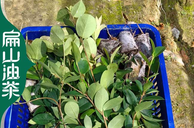 江西的宜春新興油茶苗 茶花苗和茶葉苗培育標(biāo)準(zhǔn)基地 批發(fā)3元