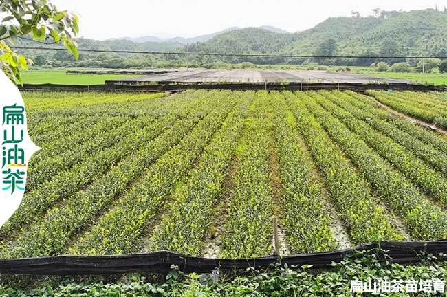 眉山油茶苗基地