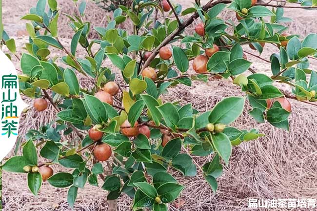 雅安油茶種植