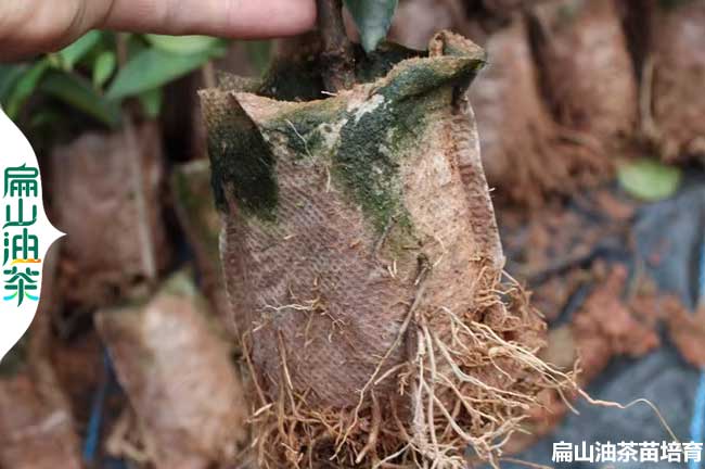 鷹潭小杯油茶苗培育