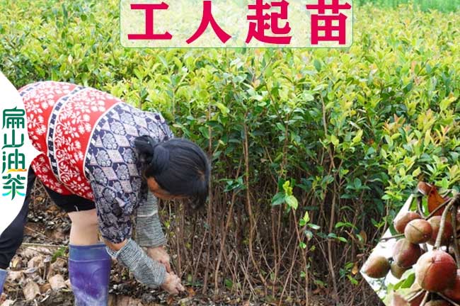 甘孜3年油茶苗培育