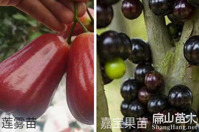 廣西蓮霧苗栽培