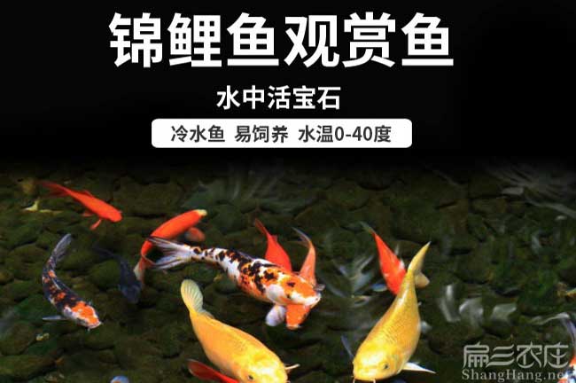 福建觀賞魚(yú)養(yǎng)殖