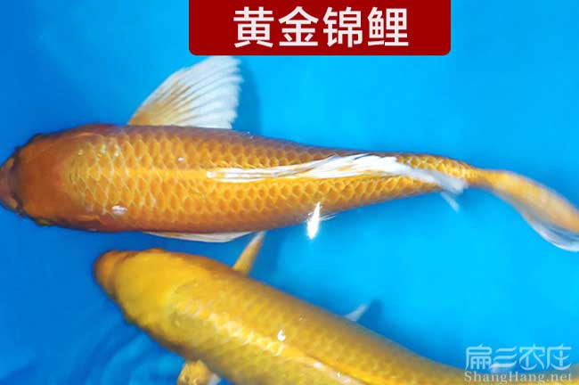 漳州鯽魚批發(fā)