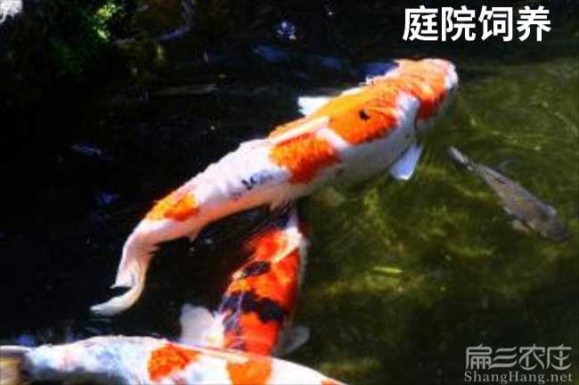 三明鱘魚苗批發(fā)