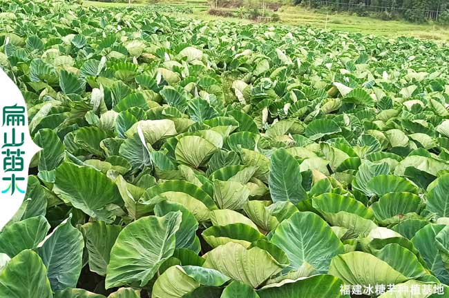 上杭芋頭種植基地