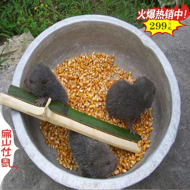 大理竹鼠養(yǎng)殖